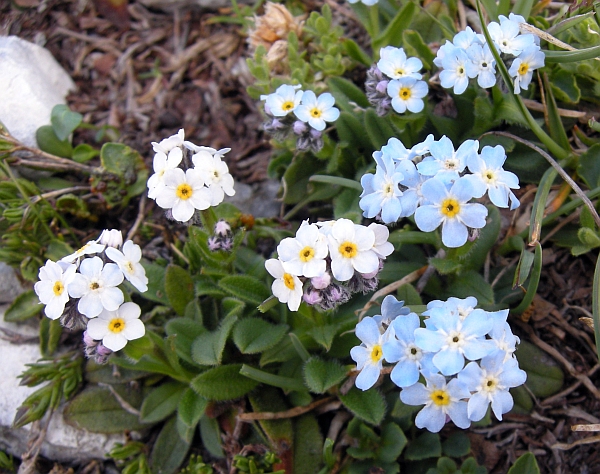 Myosotis sp.